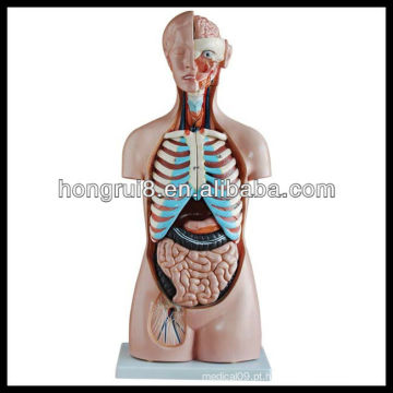 ISO 85CM modelo de torso humano sem sexo 20 peças, modelo de torso anatômico